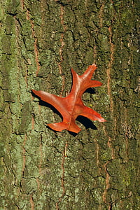 brown leaf on tree trunk thumbnail
