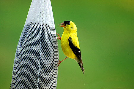 yellow and black bird on white net thumbnail