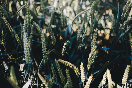 closeup photography of green grass thumbnail
