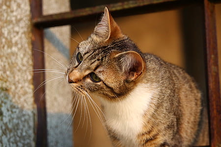 closeup photo of brown and white tabby cat thumbnail