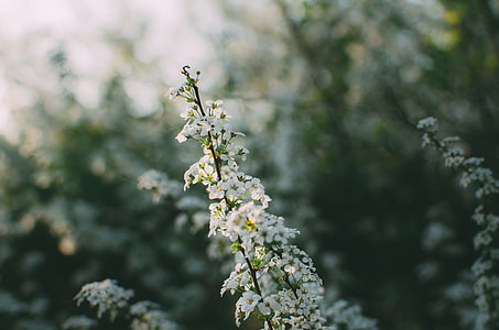 white cluster flowers in closeup photo thumbnail