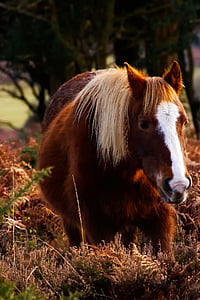 brown and white horse standing on grass thumbnail