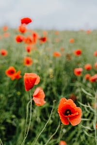 A field of Red Poppies thumbnail