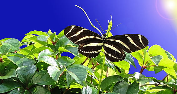 black and white stripe butterfly on green leaf thumbnail