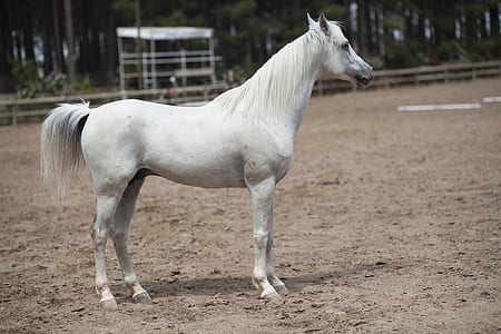 white horse standing on field thumbnail