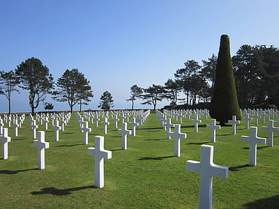 white wooden grave cross near trees thumbnail