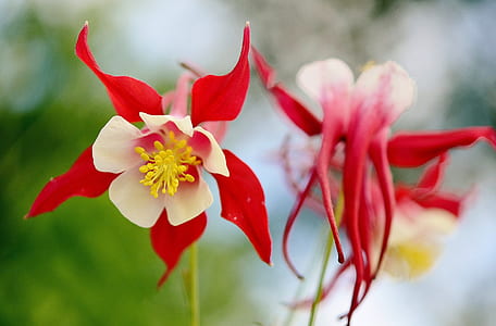 selective focus photo of red-and-white columbine flowers thumbnail