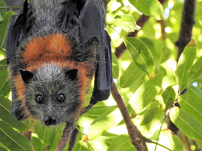 black and brown fruit bat on tree branch thumbnail