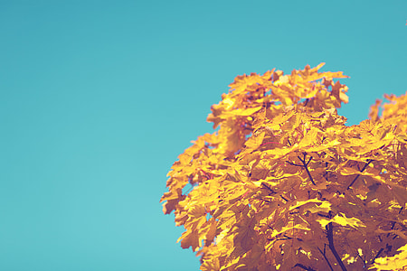 yellow maple tree thumbnail