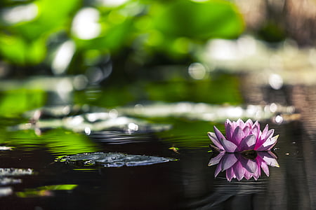 selective focus photography of fully bloomed purple water lily flower thumbnail