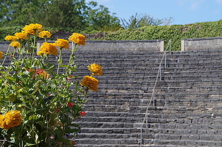 yellow ranunculus flowers in bloom near gray concrete stairs across trees at daytime thumbnail