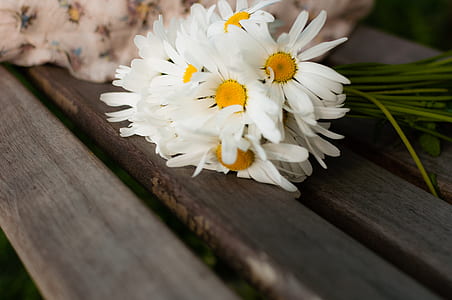 White Daisy on Brown Wood thumbnail