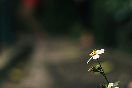 A blooming daisy flower with bokeh effect thumbnail
