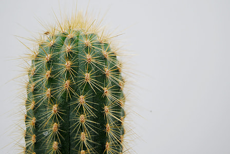 shallow focus photography of green cactus thumbnail