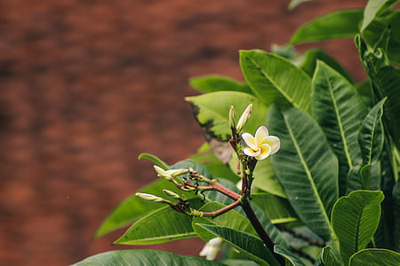 A delicate Plumeria flower surrounded by its leaves thumbnail