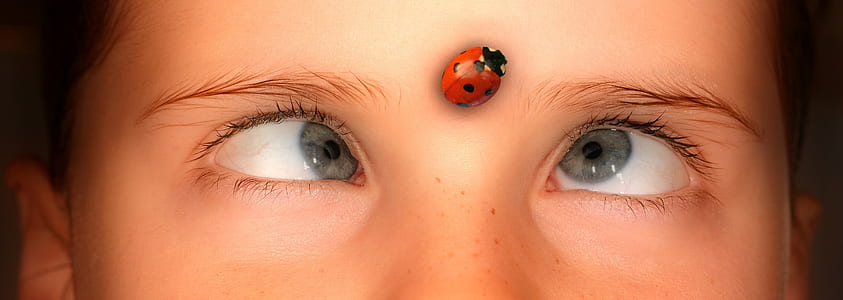red ladybug thumbnail
