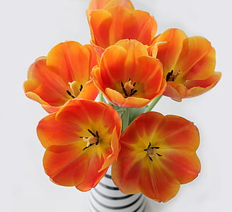orange polix flowers thumbnail