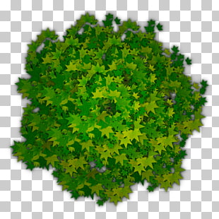 Tree Shrub , Photoshop Tree Top View , green leaf plant illustration PNG clipart