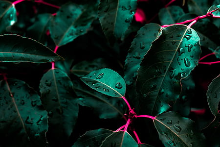 green leafed plant thumbnail