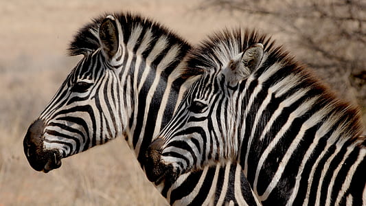 two zebras thumbnail
