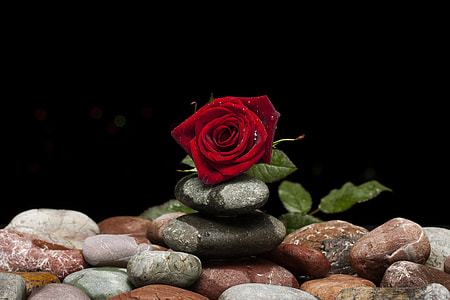 red rose on piled stones thumbnail