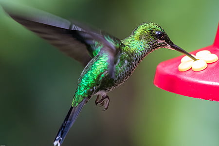 shallow focus photo of green hummingbird thumbnail