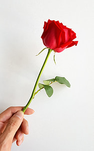 person holding red rose thumbnail