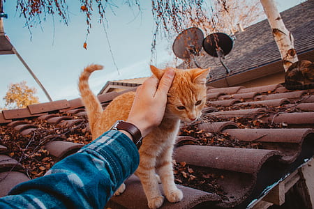 person holding orange tabby cat thumbnail