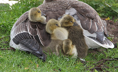 four ducklings under gray and white duck on green grass thumbnail
