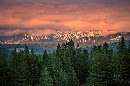 Green Pine Trees thumbnail
