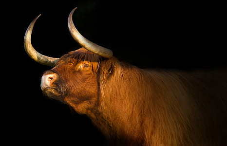brown buffalo during night time thumbnail