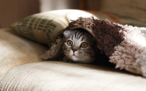 cute kitten thumbnail