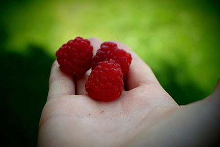person holding three red raspberries during daytime thumbnail