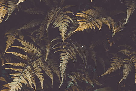 brown leaves thumbnail