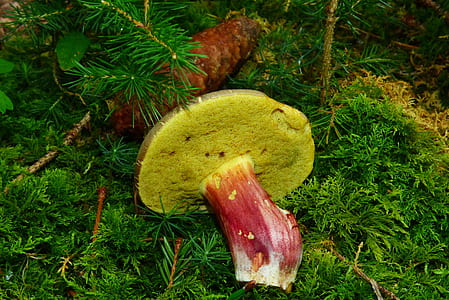 yellow and red mushroom on green grass thumbnail