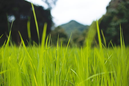 green grasses near trees thumbnail