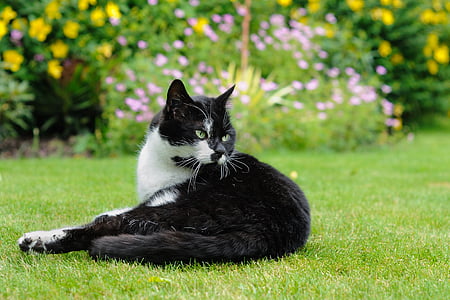 selective focus photography of tuxedo cat lying on grass field thumbnail