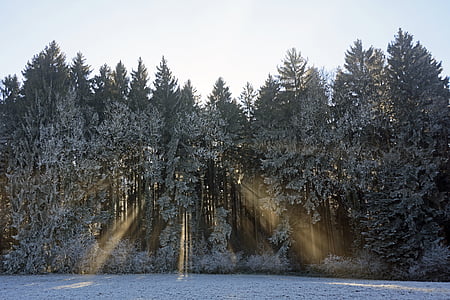 green leafed trees thumbnail