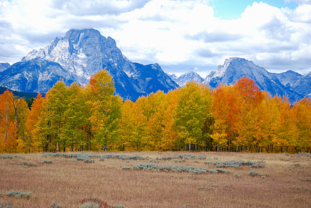 snow-capped mountain near trees thumbnail