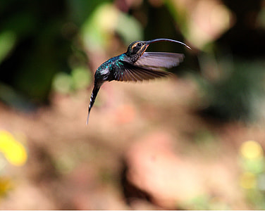 focus photo of green and black hummingbird thumbnail