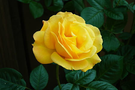 close-up photo yellow rose flower thumbnail