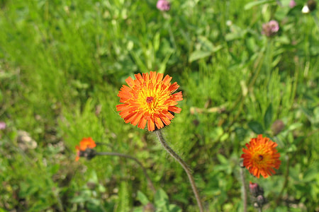 Orange Hawkweed, Pilosella Aurantiaca thumbnail