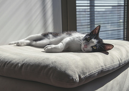 black and whit cat on top of gray throw pillow thumbnail