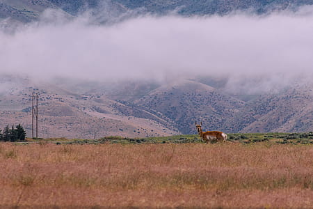 Brown and White Deer on Brown Grass thumbnail
