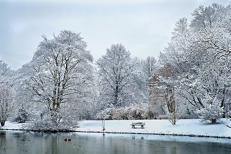 trees with snow thumbnail