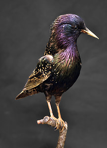 bird perching on branch thumbnail