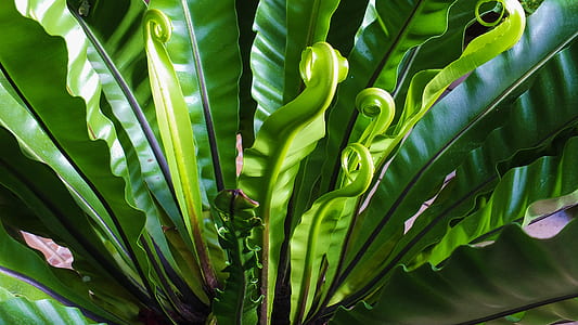 green leafed plant thumbnail