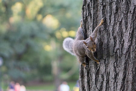 selective focus photography of brown squirrel hanging on tree thumbnail