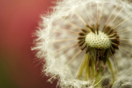 closeup photo of white flowere thumbnail