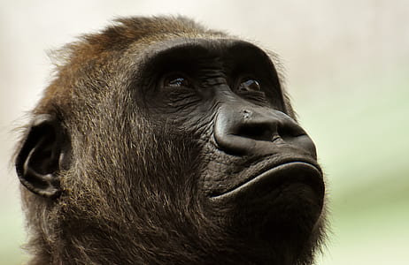 photography of ape thumbnail